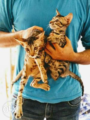 Two Tabby Cats for Sale. Healthy & Active. Two