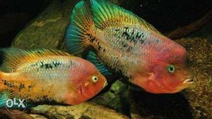 Veija synsiplm Chichlid fry size 5 inch pair and