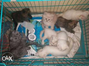 Very Cute Persian Baby Cat light Grey,Dark Grey, Brown Black