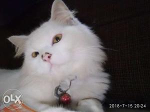 White Fur Cat