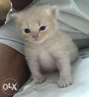 White Persian cat of 1month