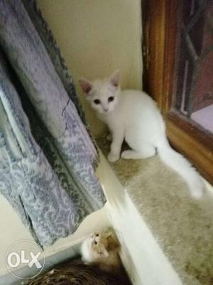 White Persian male, female kittens for sale