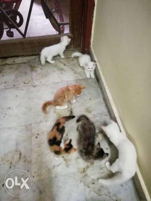 White, calico, orange and gray kittens