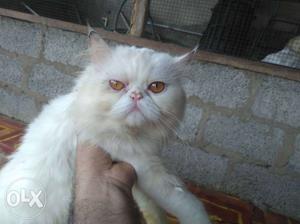 White persian cat male, 15 mnths old,very