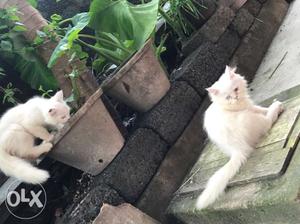 White persian kittens.3.8 month, male and female