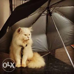 White punch persian cat