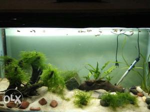 Xmas moss fresh water plant eazy to maintain good