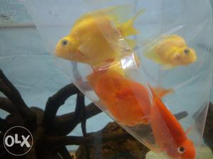 Yellow parot fish
