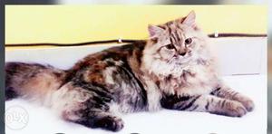 1 n a half year old pure Persian female cat very loving n