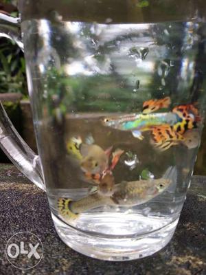 10 large pairs of leapord guppies at a total of