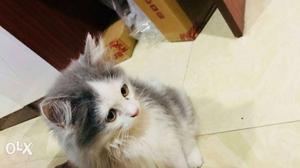 3 months persian kitten very playfull.toilet trained Triple