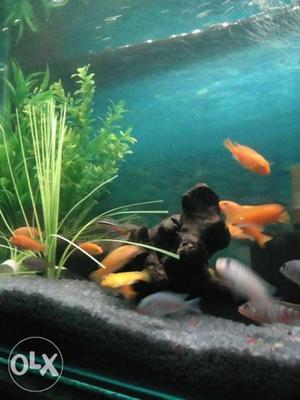 35 cichlids