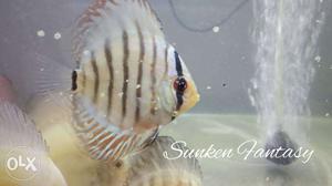 3inch Malaysian Discus up for sell. Healthy and