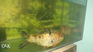 4 koi fishes and 1 jelly head gold fish all at