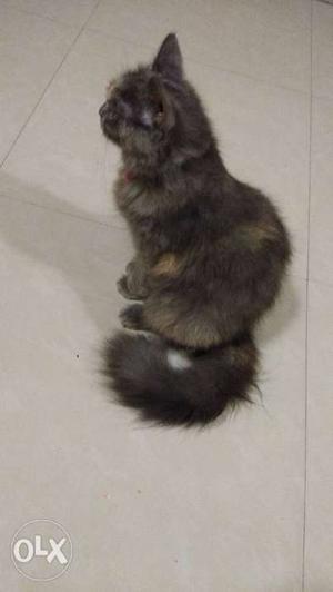 7month old full Persian cat with long and soft