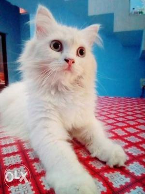 A white persion female cat is sales