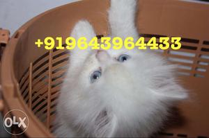 Active Persian kittens and Cats for Sale. All