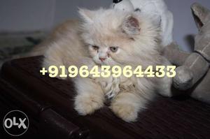 Adorable Persian Kittens and Cats. All types of