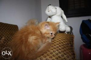 Affectionate Loving Persian Kittens and Cats. All