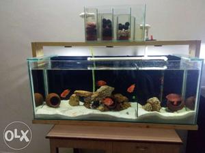 Aquarium with 4 pairs of fishes and all motors