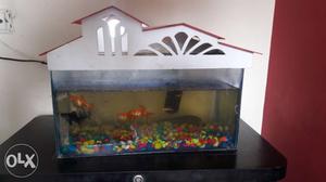 Aquarium with fishes and air pump and light