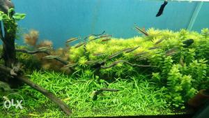 Aquatic plants and mechanical timer at best ever price.