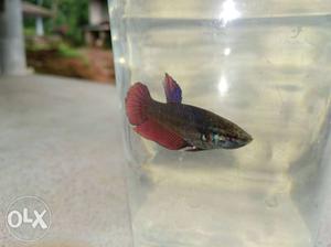 Betta fish female breeding size You can see eggs in pictur