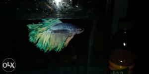 Betta fish half moon good quality ready for