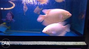 Big Albino gaint gaurami fish 1ft