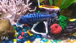 Blue And Black Pet Fish