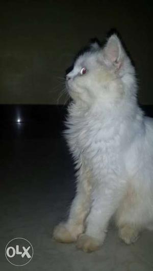Blue eyes white persian male for sale