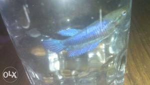 Blue female breeding betta fish