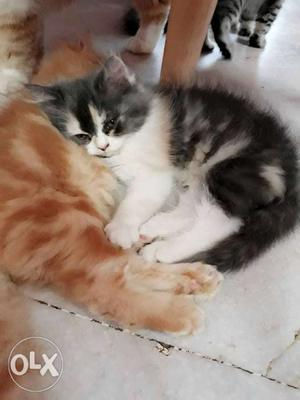 Calico persian kitten