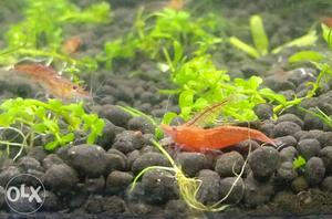 Cherry shrimps Last 10 pairs available