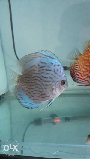 Cobalt Blue high quality 4 inches Discus