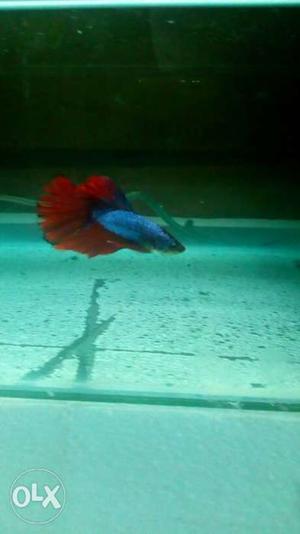 Crown Tail Betta Fish | Blue | Red | Fighterr | Fish