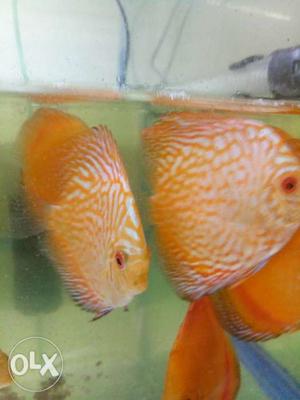 Discus for sale 13 piece per piece rate redmelom