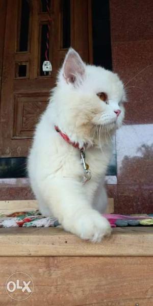 Dubal cot Persian cat