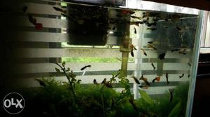 Enjoy imported multi colour breed guppy at just