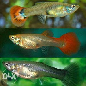 Female Guppy fishes - breeding size