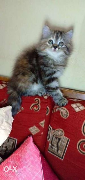 Female Persian 2 months old