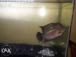 Female flowerhorn.good quality