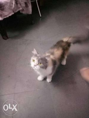 Female persian cat 16 months old ready for mating