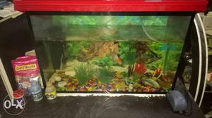 Fish Tank With 11 Different Fishes, 3 Kg Stones,