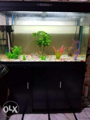 Fish Tank With Black Wooden Frame