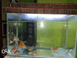 Fish tank with full kit,