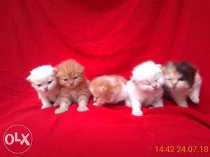 Five Kitten Litter