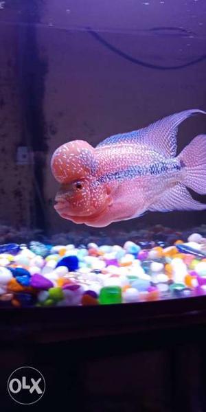 Flowerhorn fish 6inch full active