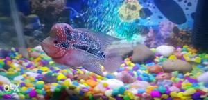 Flowerhorn with head grown and full marking,