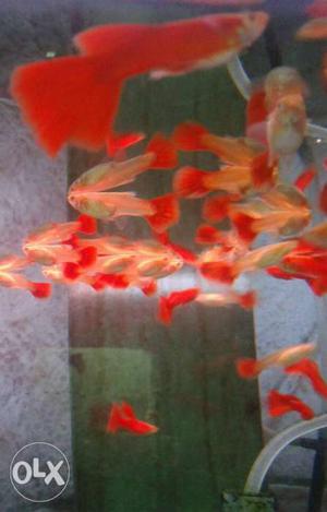Full red Guppy Fish call 